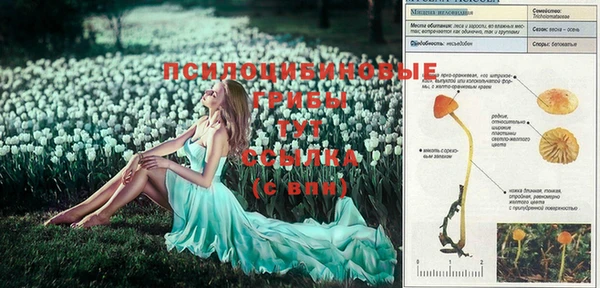 дмт Каменка