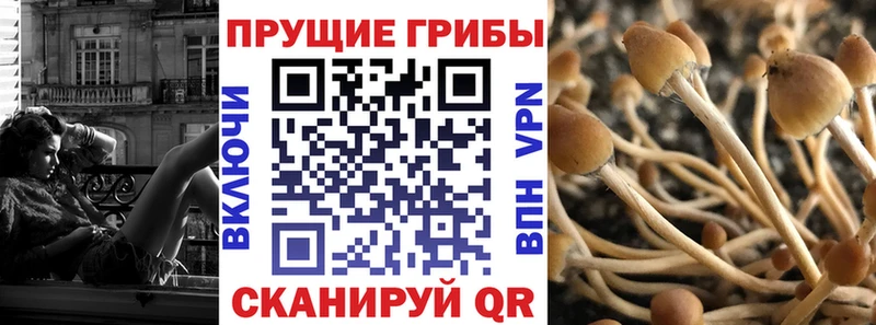 где купить наркоту Онега Псилоцибиновые грибы Cubensis